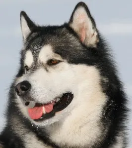 dificultăți Husky caracter rasă, de îngrijire, de formare și educație (caracter) Husky caracter rasă, îngrijire, formare și educație provocări