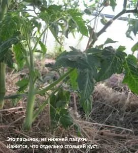 tomate curmale