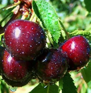 Udarea pomi fructiferi în grădină (oală de udare normal) Udarea pomi fructiferi în grădină