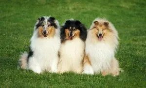 Rasa Collie