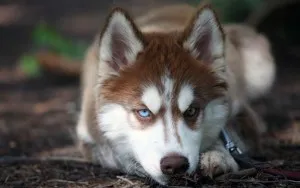 caracter Husky rasa, de îngrijire, dificultăți de formare și educație (formare profesională) Husky caracter rasă, îngrijire, formare și educație provocări
