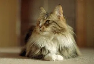 Cat rase cu ciucuri pe fotografii și fapte urechi, site-ul „halbă“
