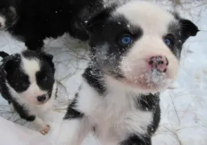 dificultăți Husky caracter rasă, de îngrijire, de formare și educație (caracter) Husky caracter rasă, îngrijire, formare și educație provocări