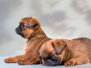 rasa de caini Griffon