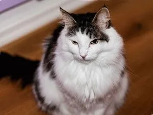 Cat rase cu ciucuri pe fotografii și fapte urechi, site-ul „halbă“