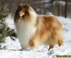 Rasa Collie