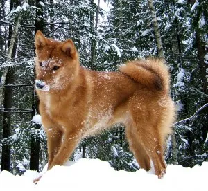 Husky caracter rasa, de îngrijire, de formare și educație dificultăți (Laika) Husky caracter rasă, îngrijire, formare și educație provocări
