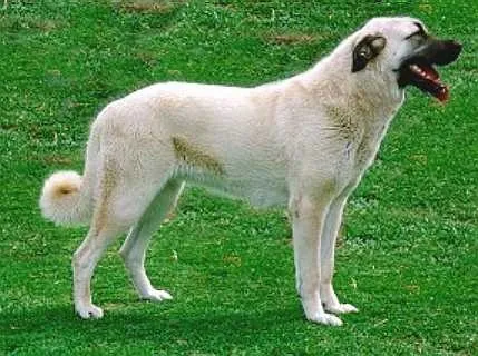 Turcă rasă Kangal