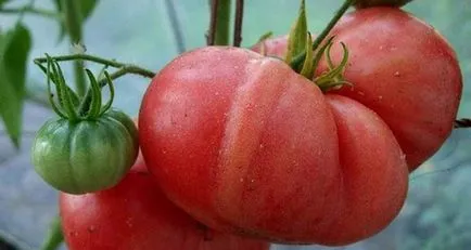 Tomate roz gigant (35 poze) tomate, caracterizare, descriere, cultivare, soiuri, comentarii (gigant) Tomate roz gigant (35 poze) roșii, caracterizare, descriere, cultivare, soiuri, comentarii