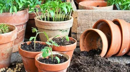 rosii cherry pe pervazul ferestrei Cum să crească în casă