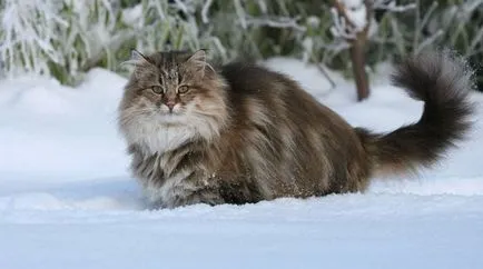 Cat de rase cu ciucuri pe urechi lista completă (poze)