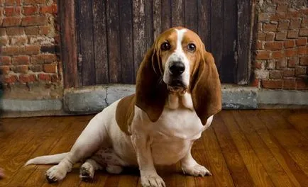 Rasă descriere Dachshund, caracter, crescătorii de câini comentarii și fotografii (rocă) Rasă descriere Dachshund, caracter, câine Breeders comentarii și fotografii