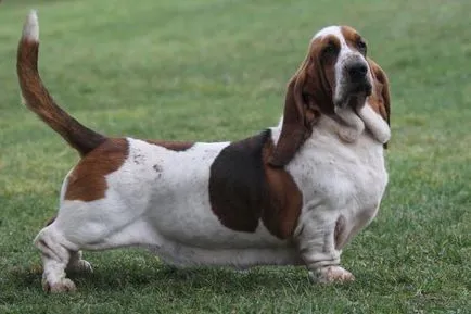 Rasă descriere Dachshund, caracter, crescătorii de câini recenzii și fotografii (comentarii) Rasă descriere Dachshund, caracter, câine Breeders comentarii și fotografii