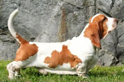 Rasă descriere Dachshund, caracter, crescătorii de câini comentarii și fotografii (descriere) Rasă descriere Dachshund, caracter, câine Breeders comentarii și fotografii