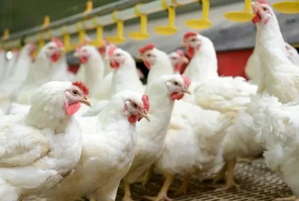 Breed pui de carne scris și caracterizarea