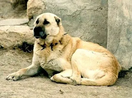 Turcă rasă Kangal