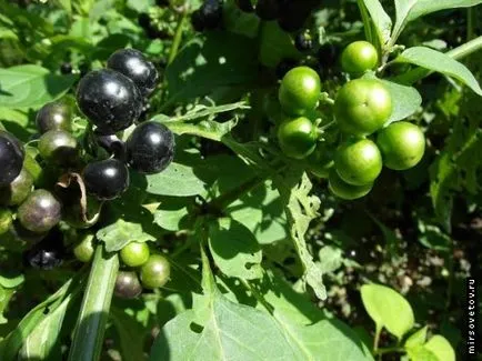 Proprietăți utile Sunberry