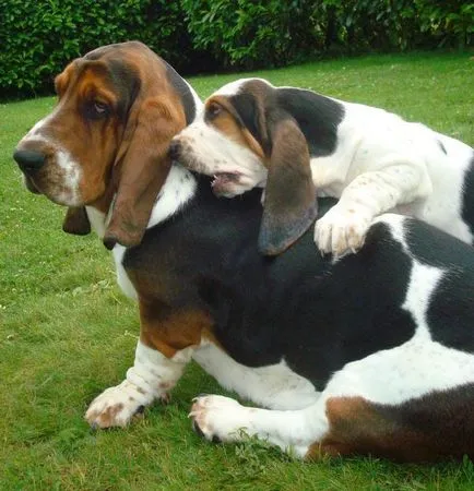 Rasă descriere Dachshund, caracter, crescătorii de câini comentarii și fotografii (descriere) Rasă descriere Dachshund, caracter, câine Breeders comentarii și fotografii