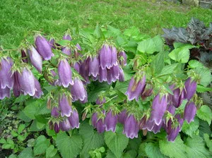 Aterizare descriere și tipuri de clopot pe termen lung, reguli de cultivare, culori foto (clopot) Aterizare descriere și tipuri de clopot pe termen lung, reguli de cultivare, fotografie de flori