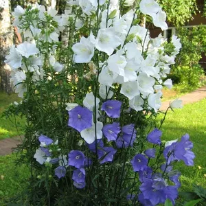 Aterizare descriere pe termen lung și a speciilor de clopoței, reguli de cultivare, fotografii de flori (în creștere) Aterizare descriere și tipuri de clopot pe termen lung, reguli de cultivare, fotografie de flori