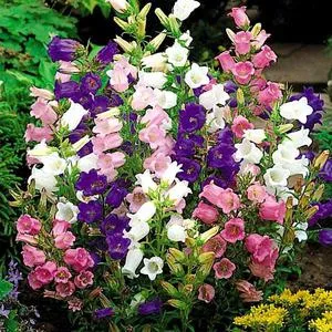 Aterizare descriere și tipuri de clopot pe termen lung, reguli de cultivare, culori foto (clopot) Aterizare descriere și tipuri de clopot pe termen lung, reguli de cultivare, fotografie de flori