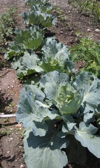 Apoi planta castravete