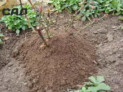 trandafiri de plantare