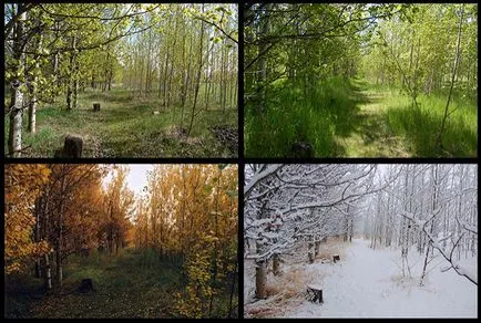 Camping în pădure cu copiii de mers pe jos și să respecte natura - vytvoryandiya (campanie) Camping în pădure cu copiii de mers pe jos și să respecte natura - vytvoryandiya