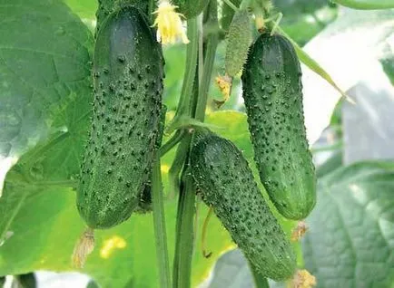 Apoi planta castravete