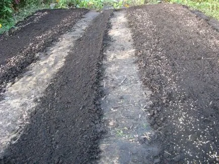 bulbi de lalele de plantare
