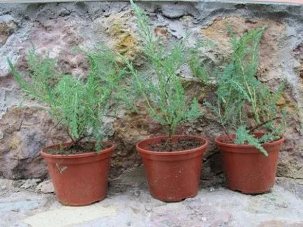 Plantarea și îngrijirea propagării tamariscul prin butași și semințe (de plantare) Plantarea și îngrijirea de propagare tamariscul prin butași și semințe
