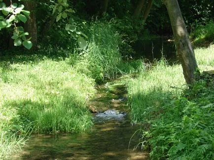 Camping în pădure cu copiii de mers pe jos și să respecte natura - vytvoryandiya (natura) Camping în pădure cu copiii de mers pe jos și să respecte natura - vytvoryandiya