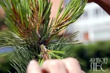 Îngălbenirea de ace de pin