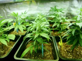 Depozitarea corespunzătoare a marijuana