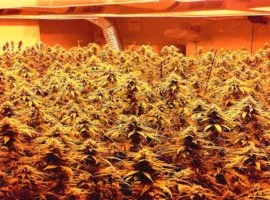 Depozitarea corespunzătoare a marijuana
