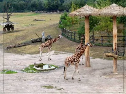 traseu Praga Zoo și orele de funcționare