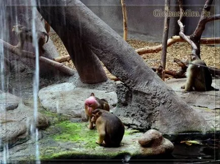 traseu Praga Zoo și orele de funcționare