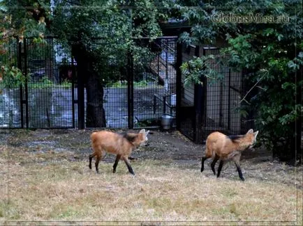 traseu Praga Zoo și orele de funcționare