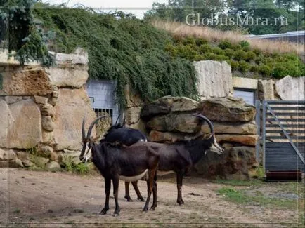 traseu Praga Zoo și orele de funcționare