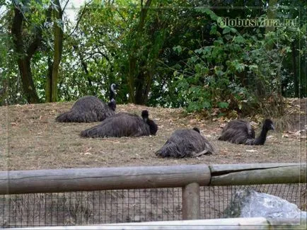 traseu Praga Zoo și orele de funcționare