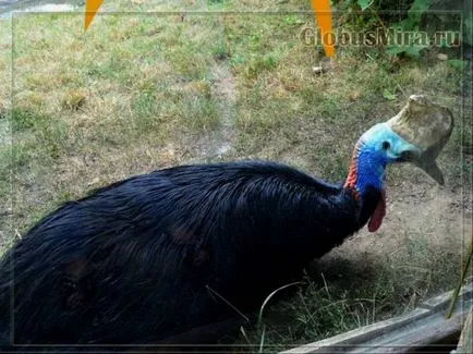 traseu Praga Zoo și orele de funcționare