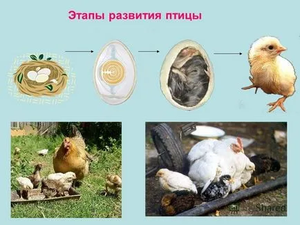 Prezentarea privind modul în care păsările zboară întrebări pochemuchkiny ce sunt păsări (păsări de curte) Prezentarea privind modul în care păsările zboară întrebări pochemuchkiny care sunt păsările