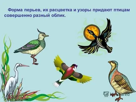 Prezentarea privind modul în care păsările zboară întrebări pochemuchkiny ce sunt păsări (păsări de curte) Prezentarea privind modul în care păsările zboară întrebări pochemuchkiny care sunt păsările