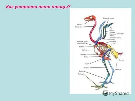 Prezentarea privind modul în care păsările zboară întrebări pochemuchkiny ce sunt păsări (păsări de curte) Prezentarea privind modul în care păsările zboară întrebări pochemuchkiny care sunt păsările