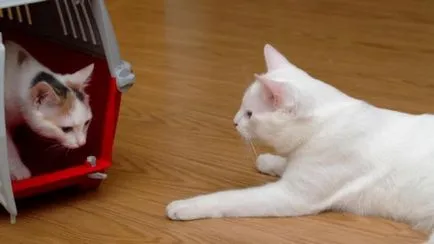 Motivele pe care ar trebui să cumpere oa doua pisică (pisoi cumpăra un animal de companie) Motivele pe care ar trebui să cumpere oa doua pisică