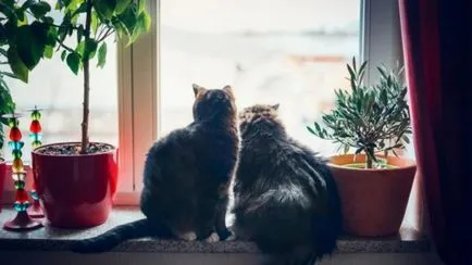 Motivele pe care ar trebui să cumpere oa doua pisică (pisoi cumpăra un animal de companie) Motivele pe care ar trebui să cumpere oa doua pisică
