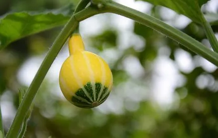 zelenki Aplicarea în grădină grădină și legume (utilizarea Zelenka în grădină) Utilizarea de furaje verzi în grădină și grădină