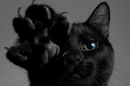 Credinte si superstitii despre pisica neagra