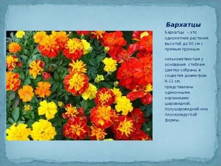 școală de amenajare a teritoriului proiect site-ul - Biologie, prezentari (prezentare biologie pe proiect de grădinărit site-ul școlar) amenajare proiect site-ul școlar - Biologie, prezentari