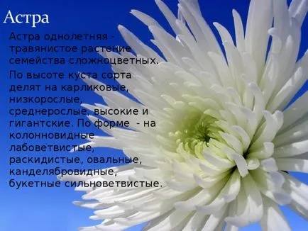 amenajare proiect site-ul școlar - Biologie, prezentari (zona) amenajare proiect site-ul școlar - Biologie, prezentari